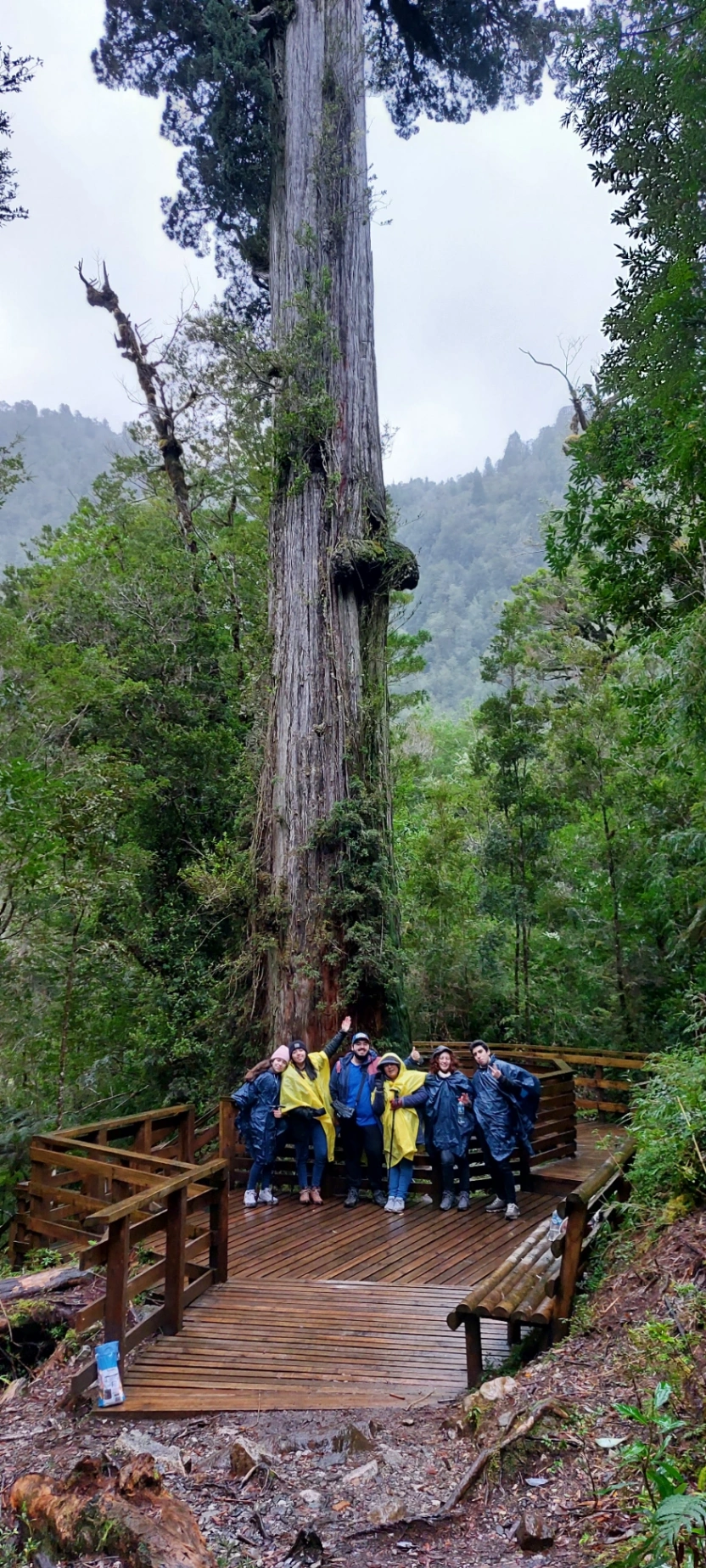 Trekking Parque Nacional Alerce Andino (Full Day) - imagen 5