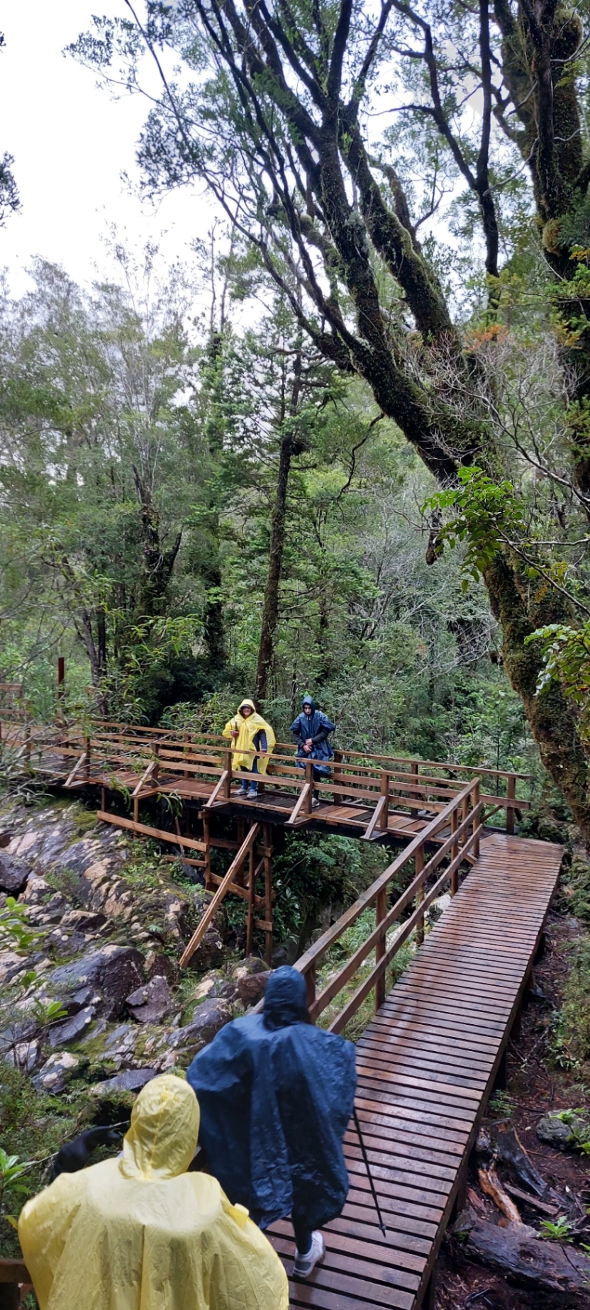 Trekking Parque Nacional Alerce Andino (Full Day) - imagen 7