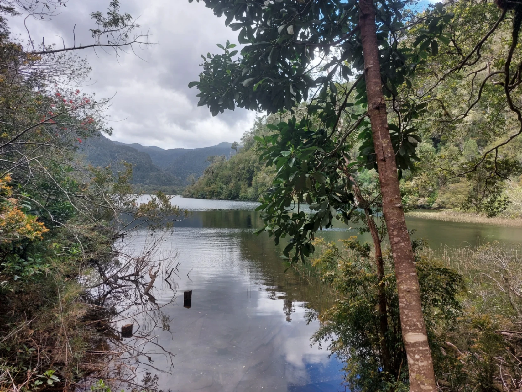 Trekking Parque Nacional Alerce Andino (Full Day) - imagen 2