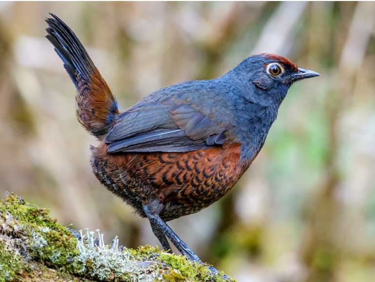 Trekking Parque Nacional Alerce Andino (Full Day) - imagen 1