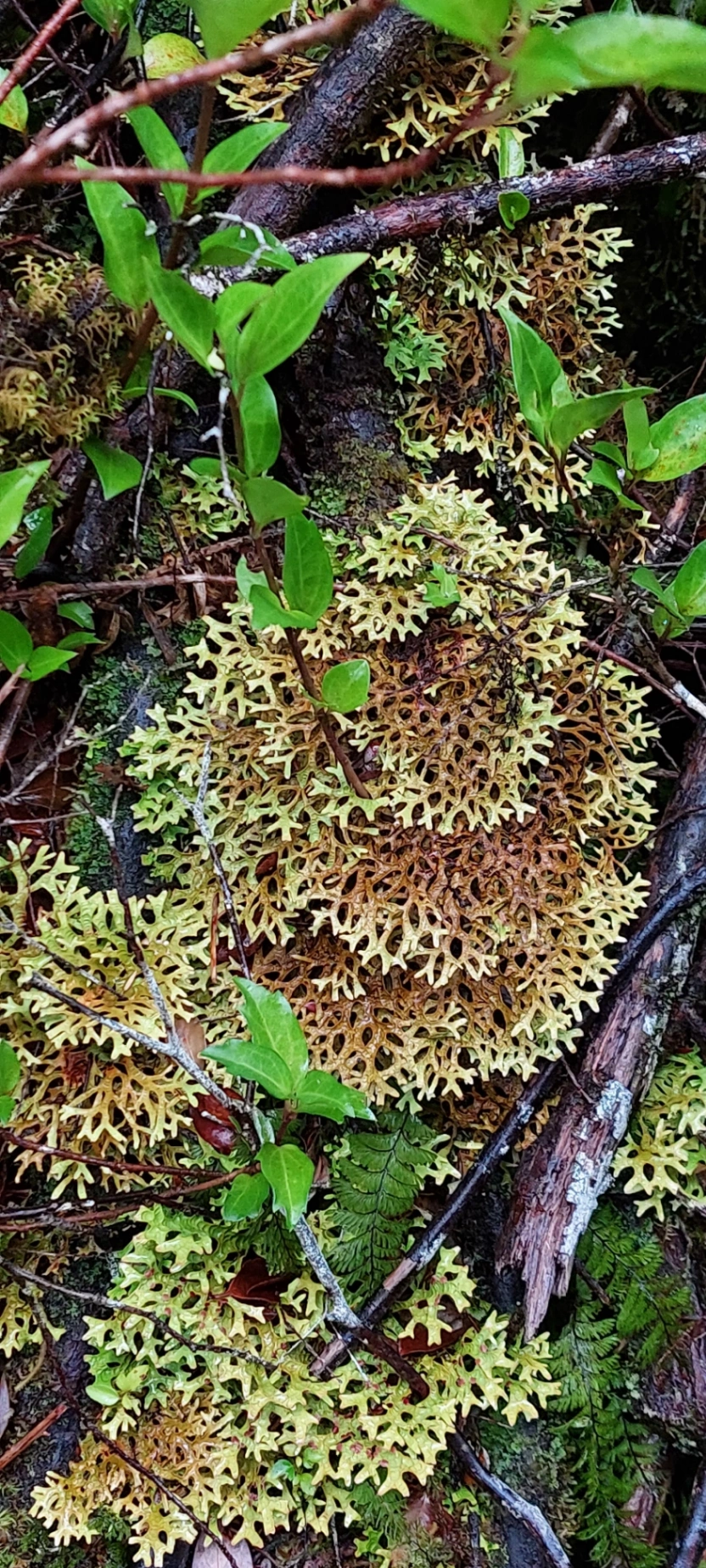 Trekking Parque Nacional Alerce Andino (Full Day) - imagen 6