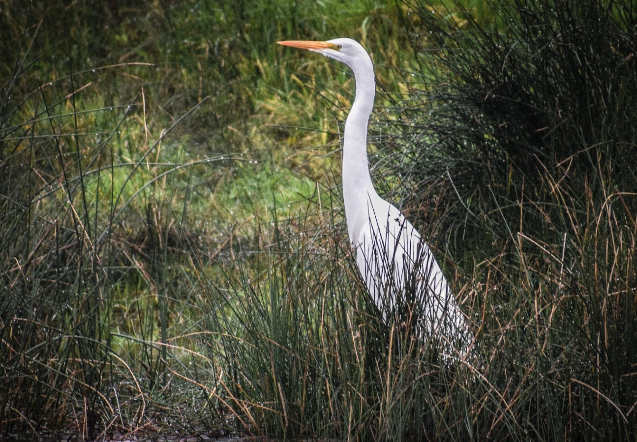 Safari Fotográfico Río Maullín-Natureleza en Estado Puro - imagen 4