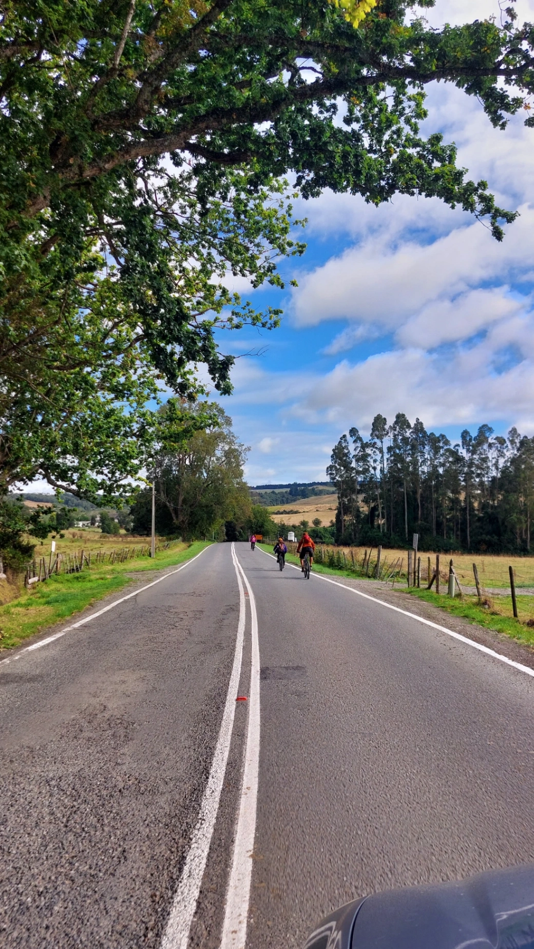 Tour en Bicicleta Frutillar - Llanquihue (medio día) - imagen 3