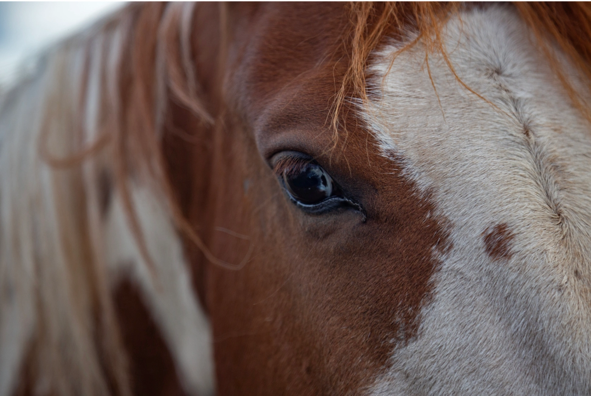 Experiencias con Caballos - imagen 1