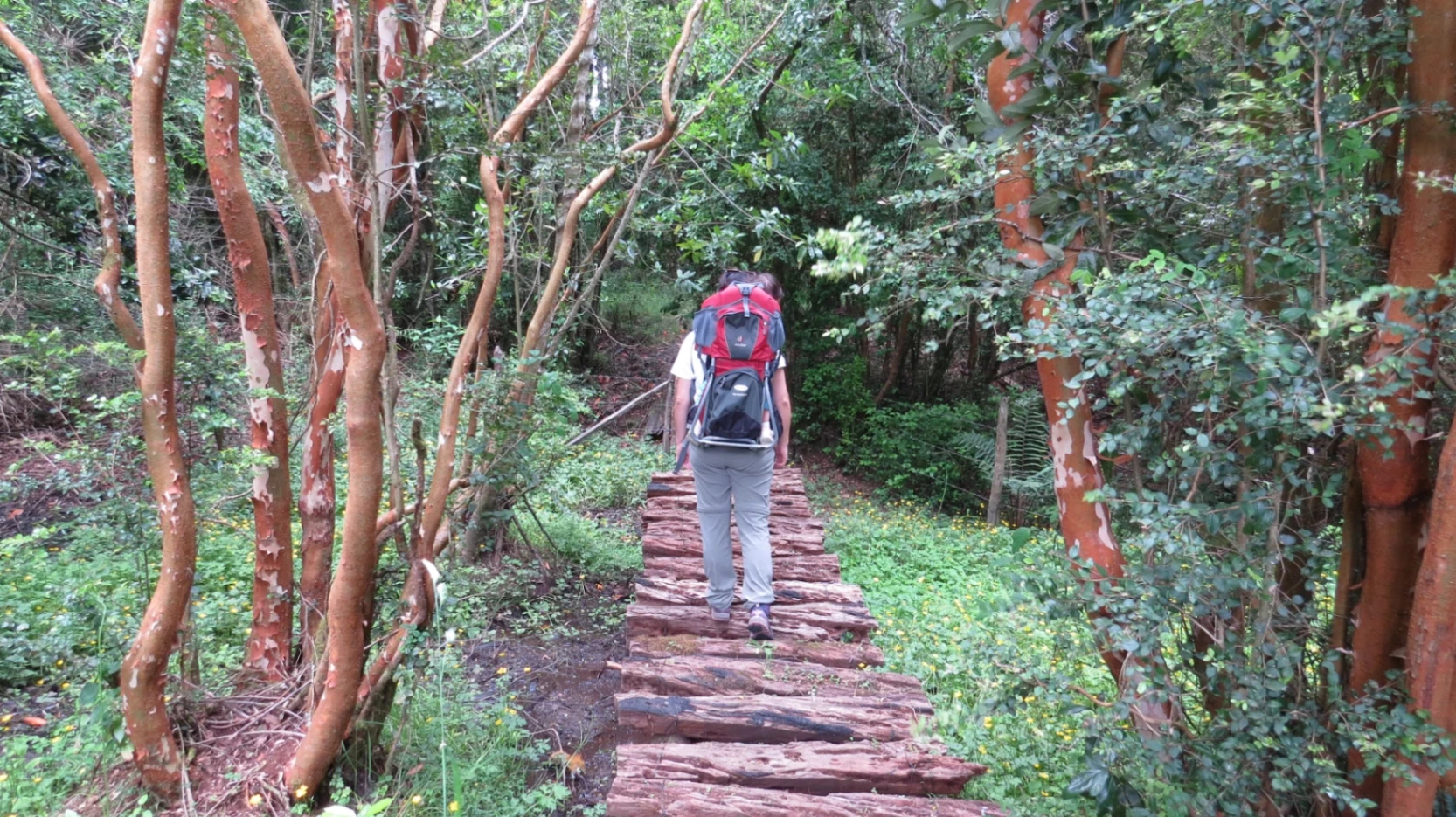 Sendero Despierta Tus Sentidos - imagen 5