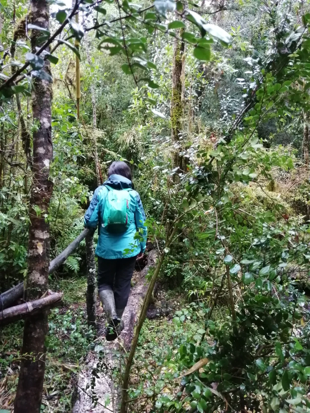 Sendero Despierta Tus Sentidos - imagen 1