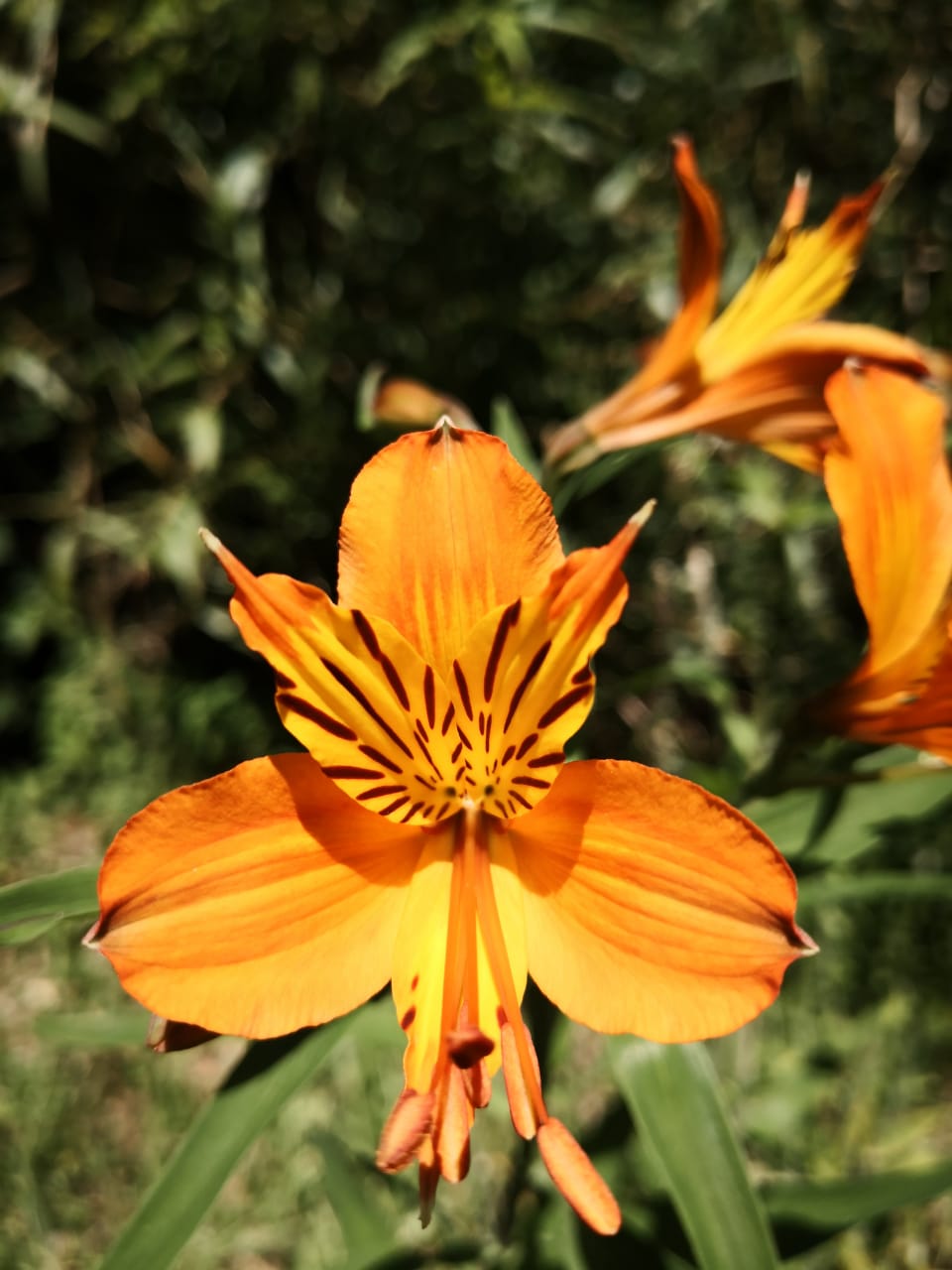 Sendero Despierta Tus Sentidos - imagen 6